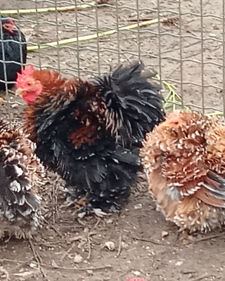 Cocincine galline ornamentali