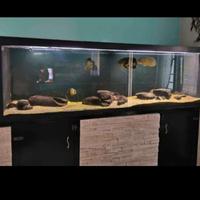 acquario artigianale su misura