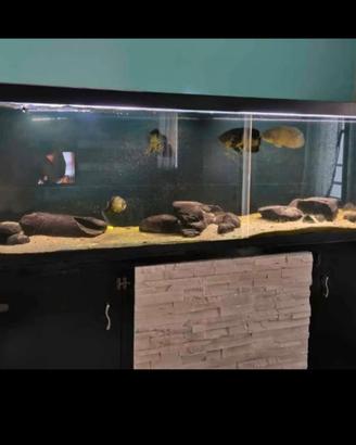 acquario artigianale su misura