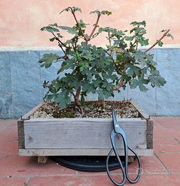 Prebonsai Acero Campestre yamadori