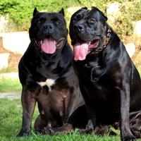 Cuccioli di American Bully XXL
