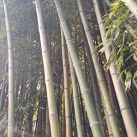 pianta bambu gigante 10 cm