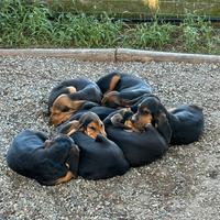 Cuccioli Segugio Svizzero del Giura