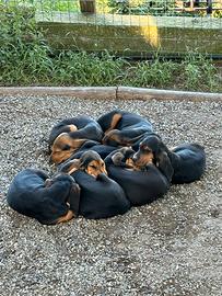 Cuccioli Segugio Svizzero del Giura