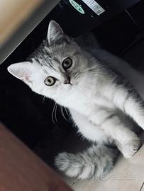 Scottish fold/straight