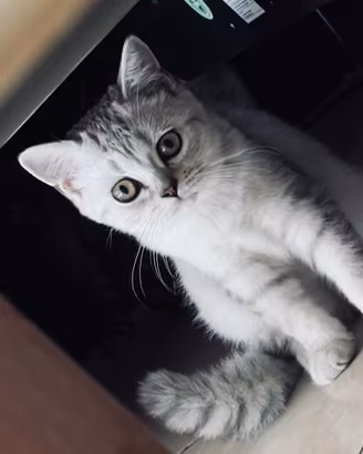 Scottish fold/straight