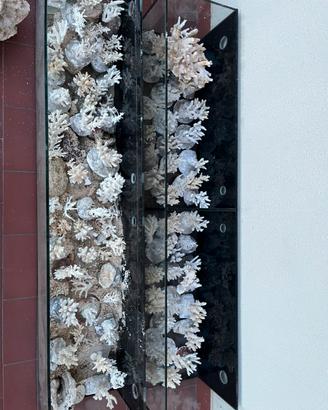 Scheletro di coralli naturale