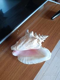 Conchiglia gigante