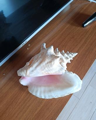 Conchiglia gigante