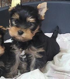 Yorkshire terrier da allevamento amatoriale