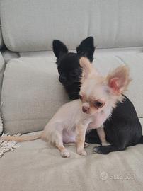 Chihuahua maschio TAGLIA MINI Pedigree Enci