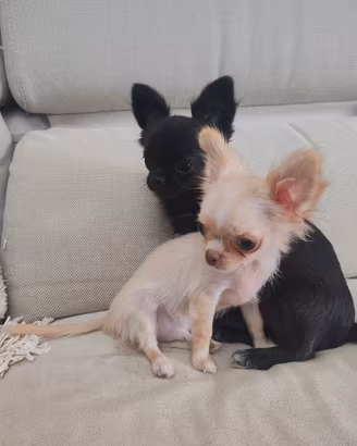 Chihuahua maschio TAGLIA MINI Pedigree Enci