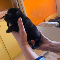 Bulldog francese