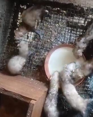 Furetti