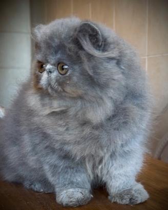 Gatto persiano