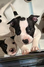 Cuccioli amstaff