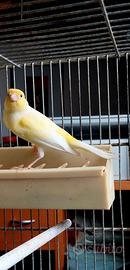 Canarini 2025 pronti per la cova