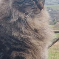 Gatto incrocio maine coon