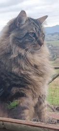 Gatto incrocio maine coon