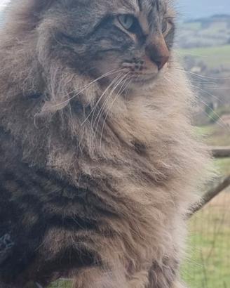 Gatto incrocio maine coon