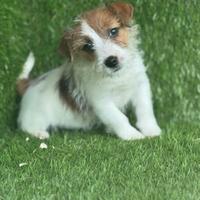 Jack Russell broken