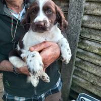 Springer spaniel