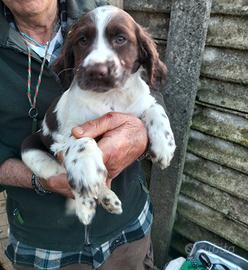 Springer spaniel