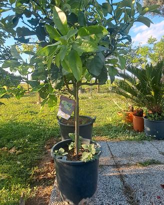 Piante di limoni e agrumi.