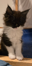 Maine coon xxxl femminuccia 3 mesi copedigree Afef