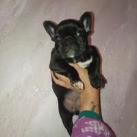 Cucciolo bulldog francese