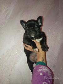 Cucciolo bulldog francese