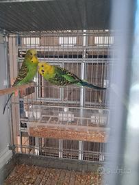 Coppia Pappagalli cocorite con figli