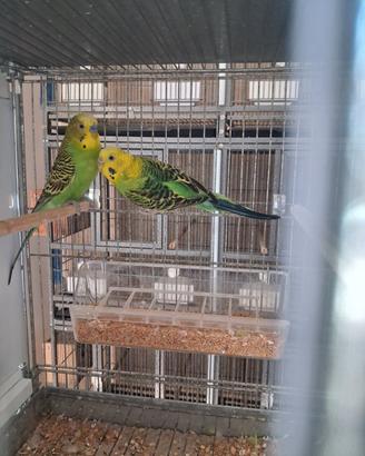 Coppia Pappagalli cocorite con figli