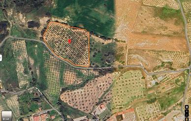 Uliveto collinare costa ionica calabria Belcastro