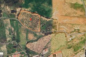 Uliveto collinare costa ionica calabria Belcastro