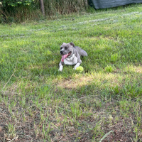 Amstaff Blue Nose