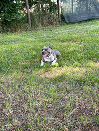 Amstaff Blue Nose