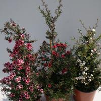 Manuka leptospermum scoparium