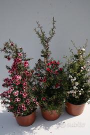 Manuka leptospermum scoparium