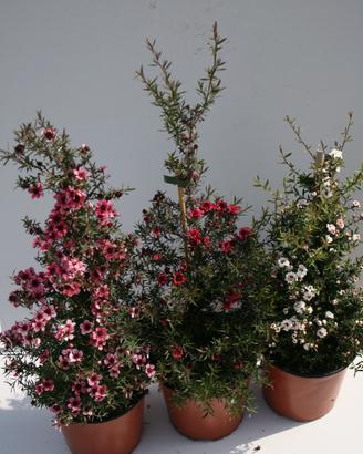 Manuka leptospermum scoparium