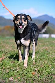 Spritz in attesa di adozione