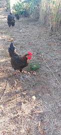 Galli Marans