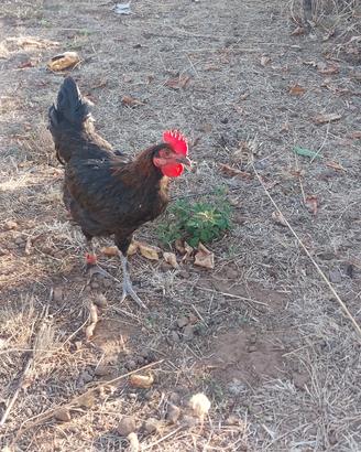 Galli Marans