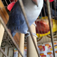 Inseparabile azzurro