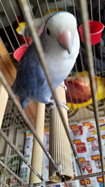 Inseparabile azzurro