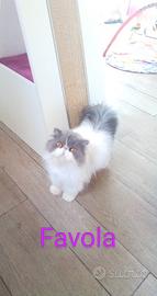 Gatta persiana