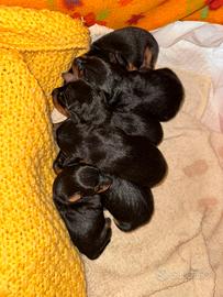 5 cuccioli di Pinscher maschi