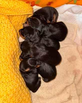 5 cuccioli di Pinscher maschi