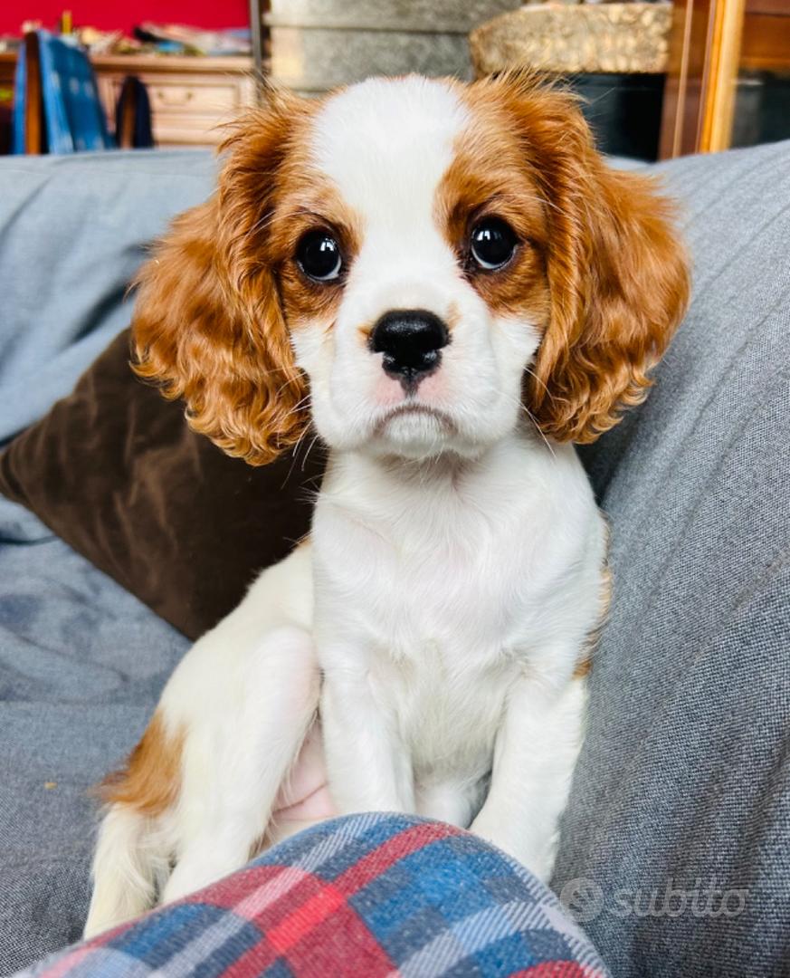 Cucciola Cavalier King Charles Spaniel. Milano - Animali In vendita a ...