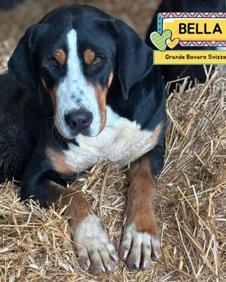 BELLA grande bovaro svizzero 9 mesi in adozione